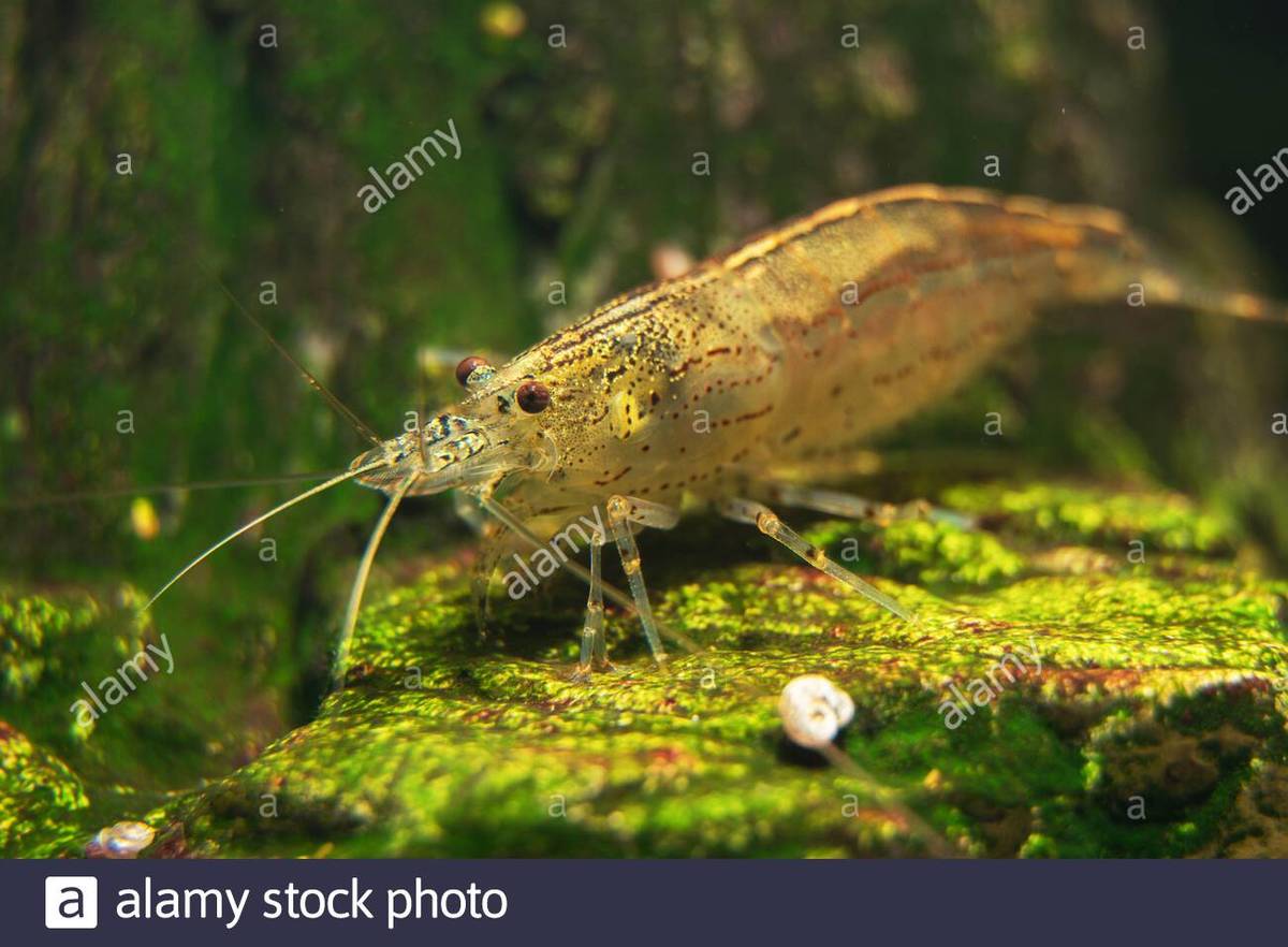 macro-shot-of-freshwater-amano-shrimp-caridina-multidentata-2CAEK60.jpg
