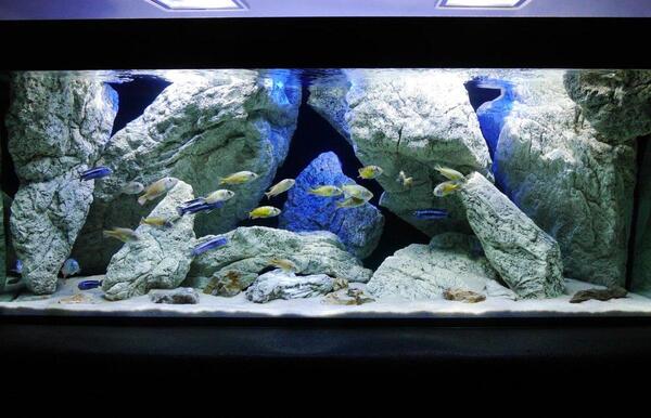 Opera Gezond eten Elasticiteit aquarium rotsen en wanden maken | AquaForum