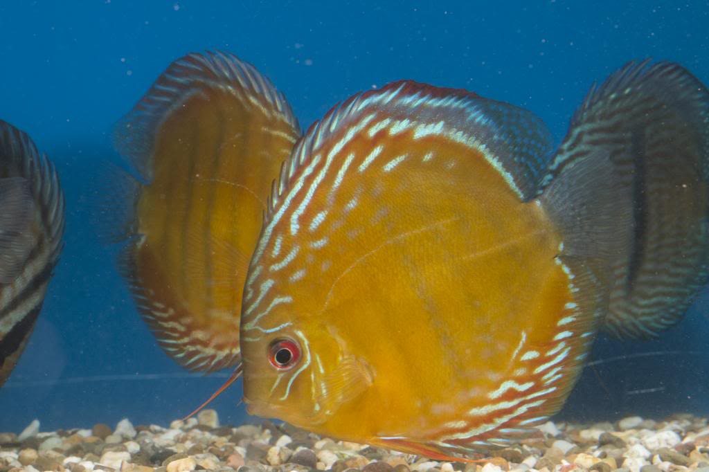 MarcDiscus0157_zpscb3f2787.jpg