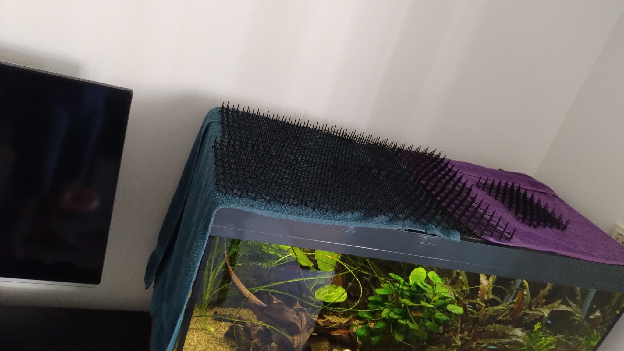matten op aquarium 2.jpeg