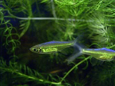 microdevario-kubotai.jpg