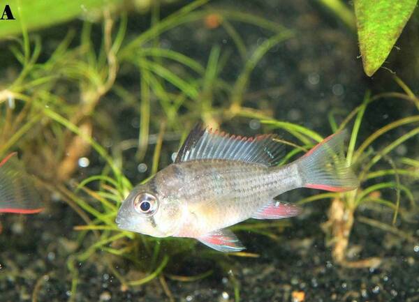 mikrogeophagus a.jpg