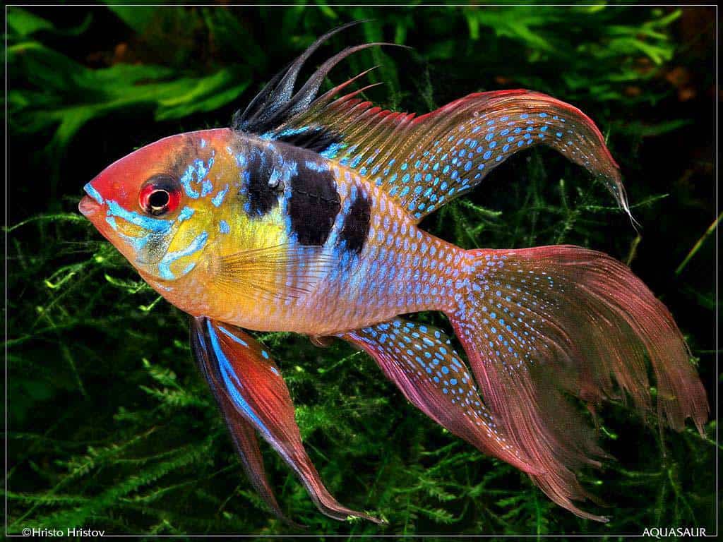 Mikrogeophagus-ramirezi-sluierstaart2.jpg