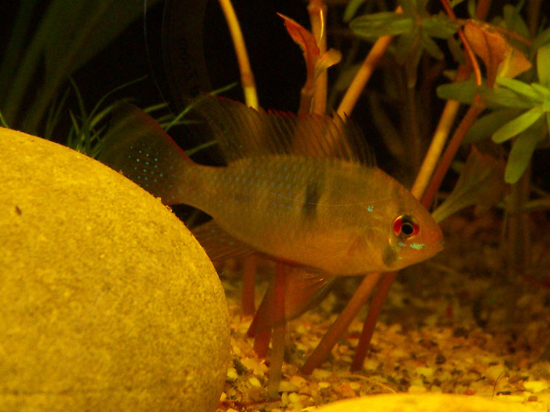 mikrogeophagus800x600.jpg