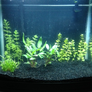 minizenaqua6504.jpg