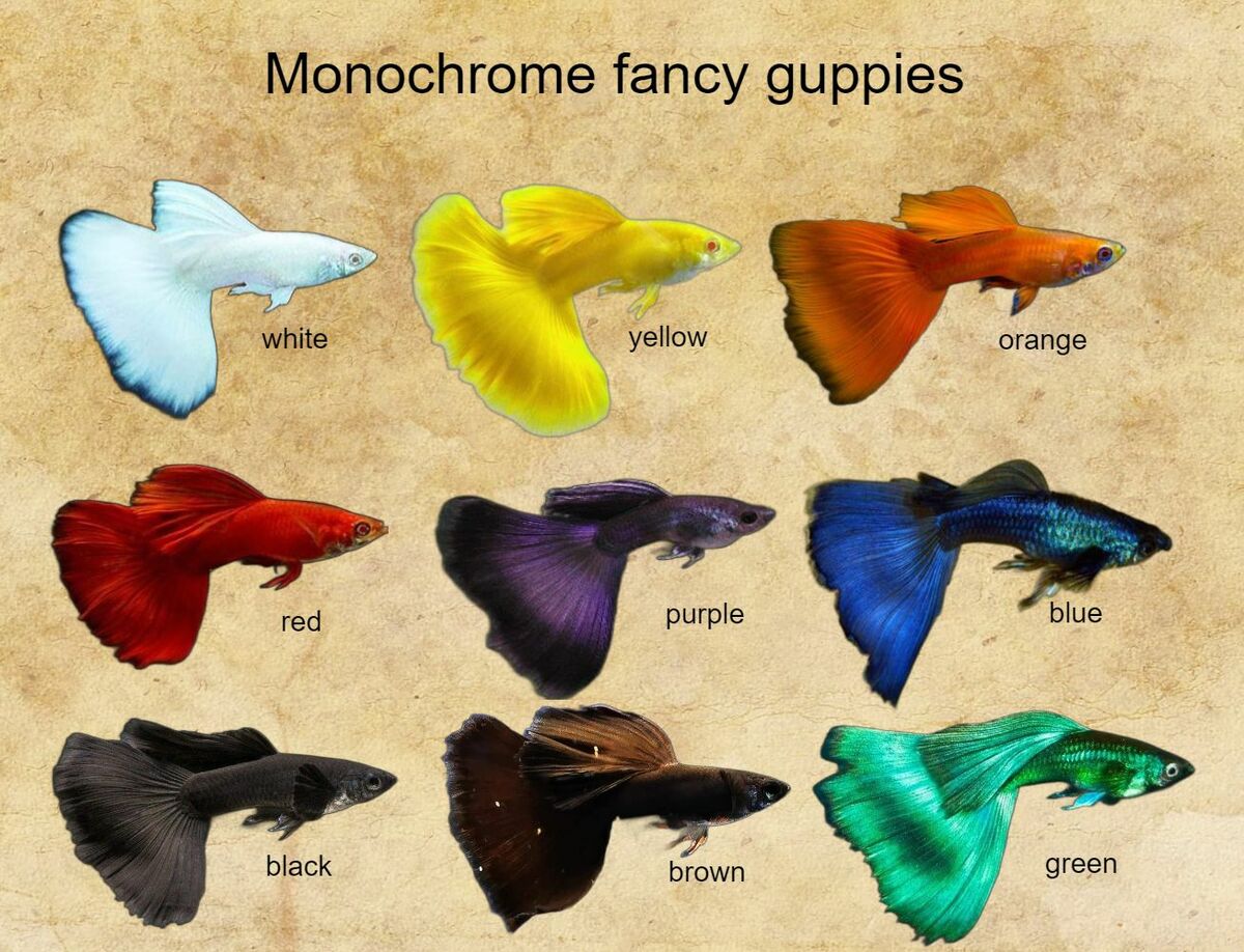 monochrome fancy guppies.jpg