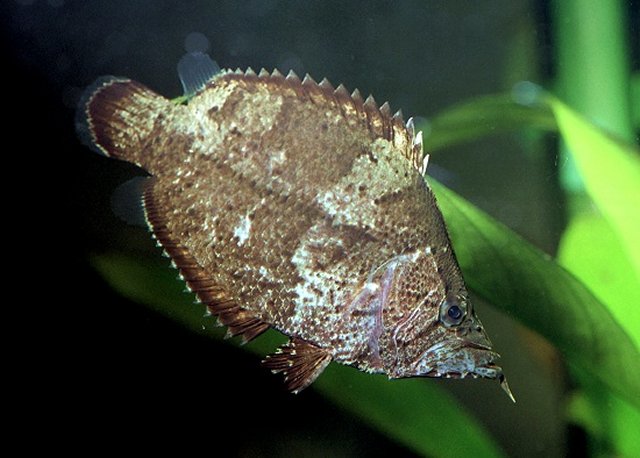 MONOCIRRHUS%20POLYACANTHUS.jpg