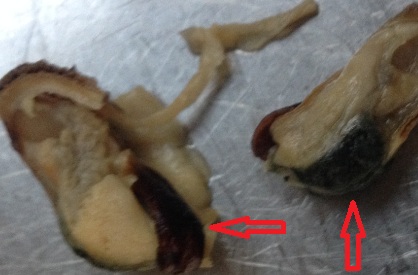 mossel2.jpg