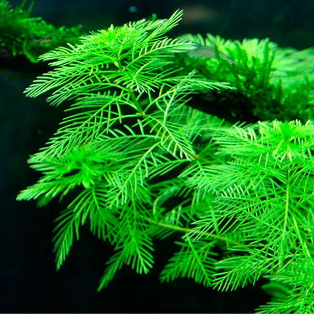 myriophyllum-mattogrossense.jpg
