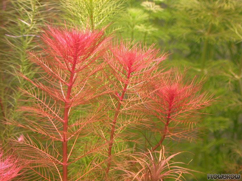 myriophyllum-tuberculatum.jpg
