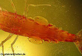 NAHYUfr2MO3K71XUh-0arLm0vM0L1YP6.jpeg