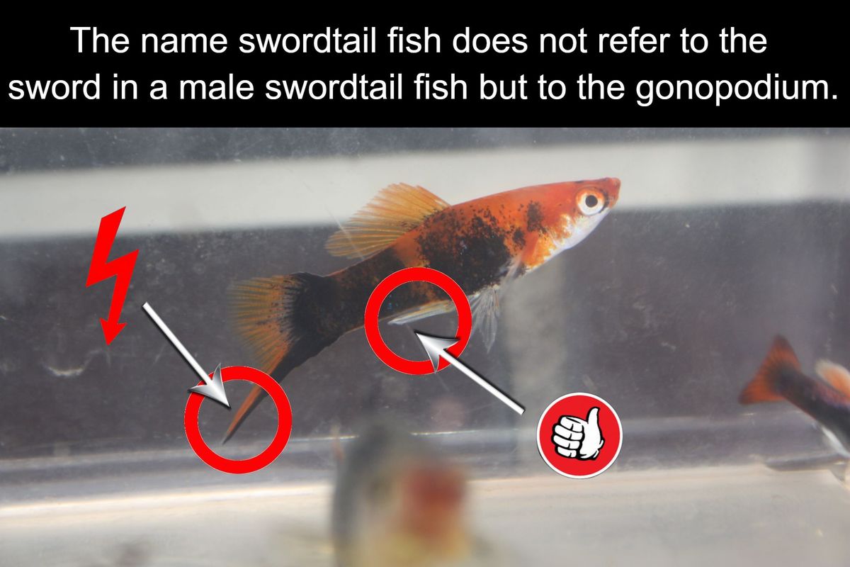 name reference sword in swordtail fish.jpg