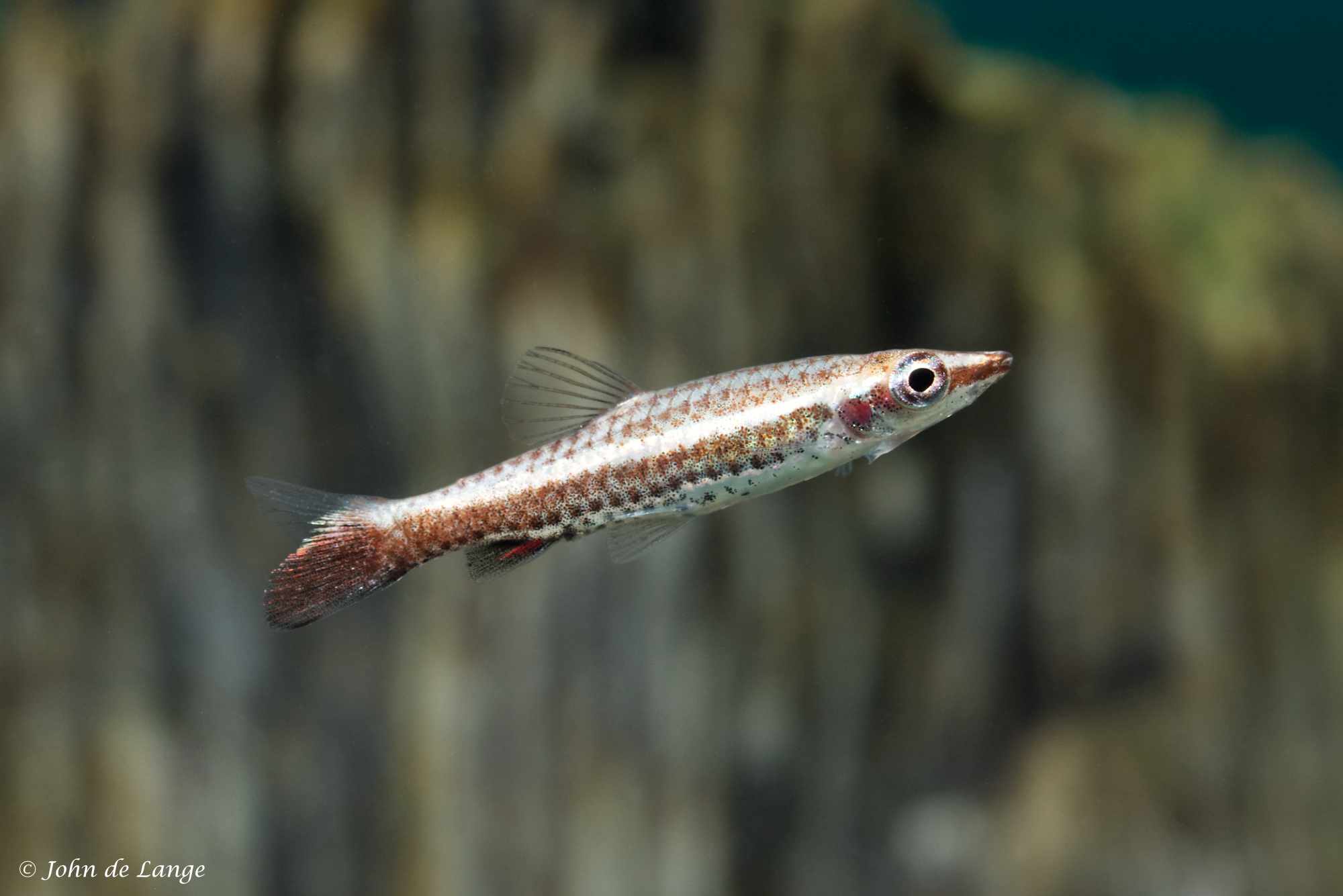 Nannostomus eques 4801.jpg
