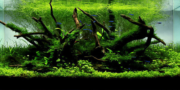 Nature-style-aquascaping-600x300.jpg
