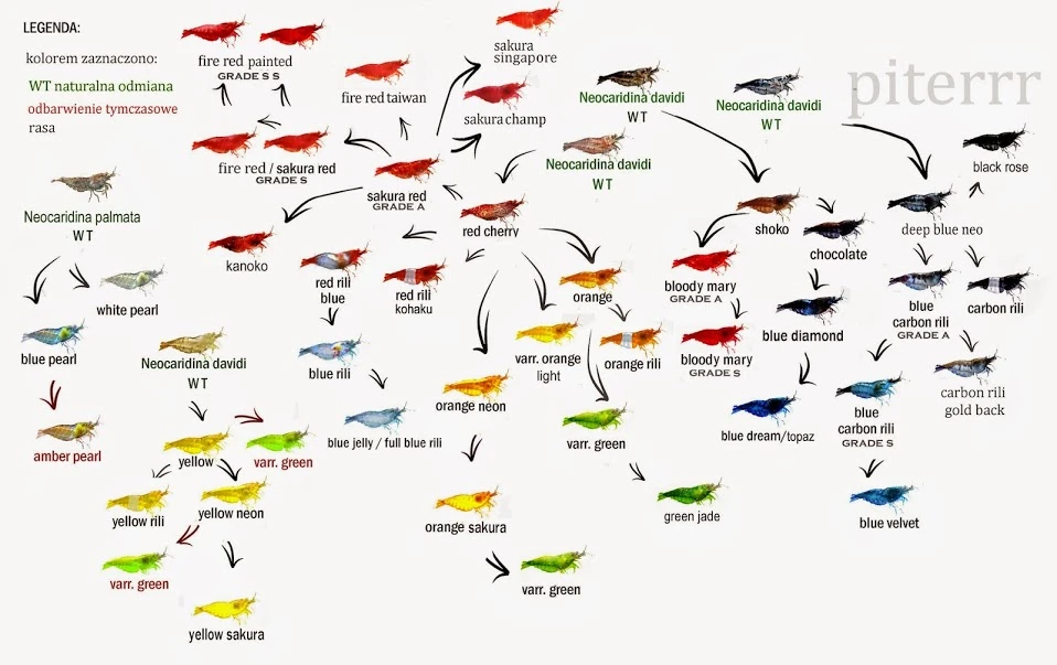 neo_family_tree.png