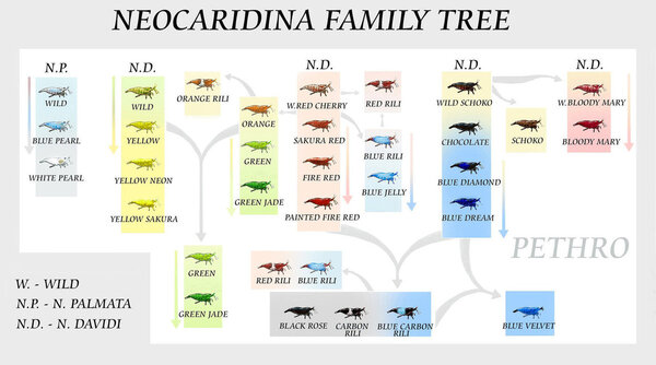 Neocaridina_family_tree.jpg