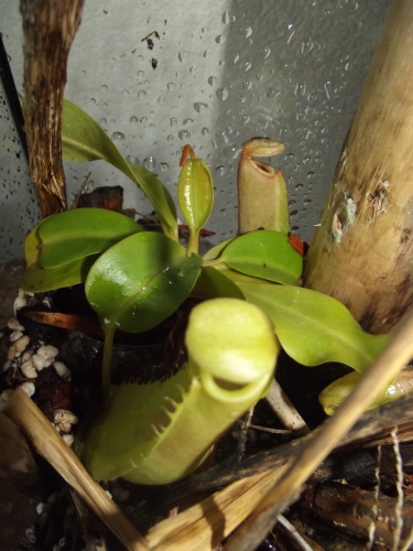 nepenthes.jpg
