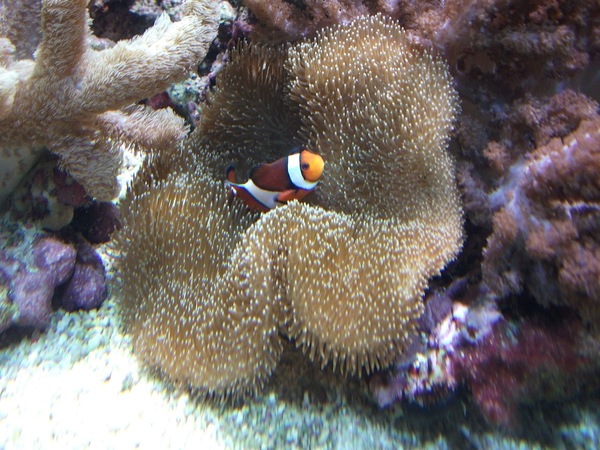 nieuw paddestoel.JPG