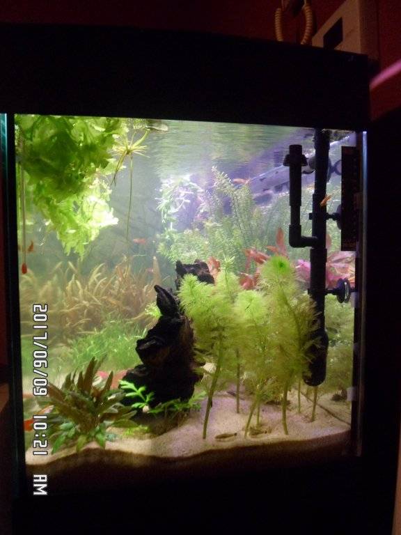 Nieuwe planten van Etienne 004.JPG