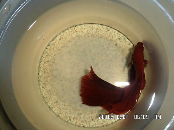 Nieuwe rode betta man showbetta 016.JPG