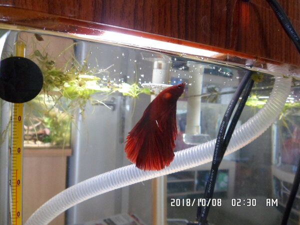 Nieuwe rode betta man showbetta 022.JPG