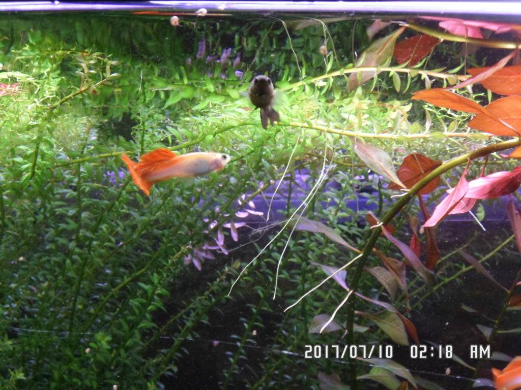 Nieuwste aanwinsten maanvissen en betta's 010.JPG