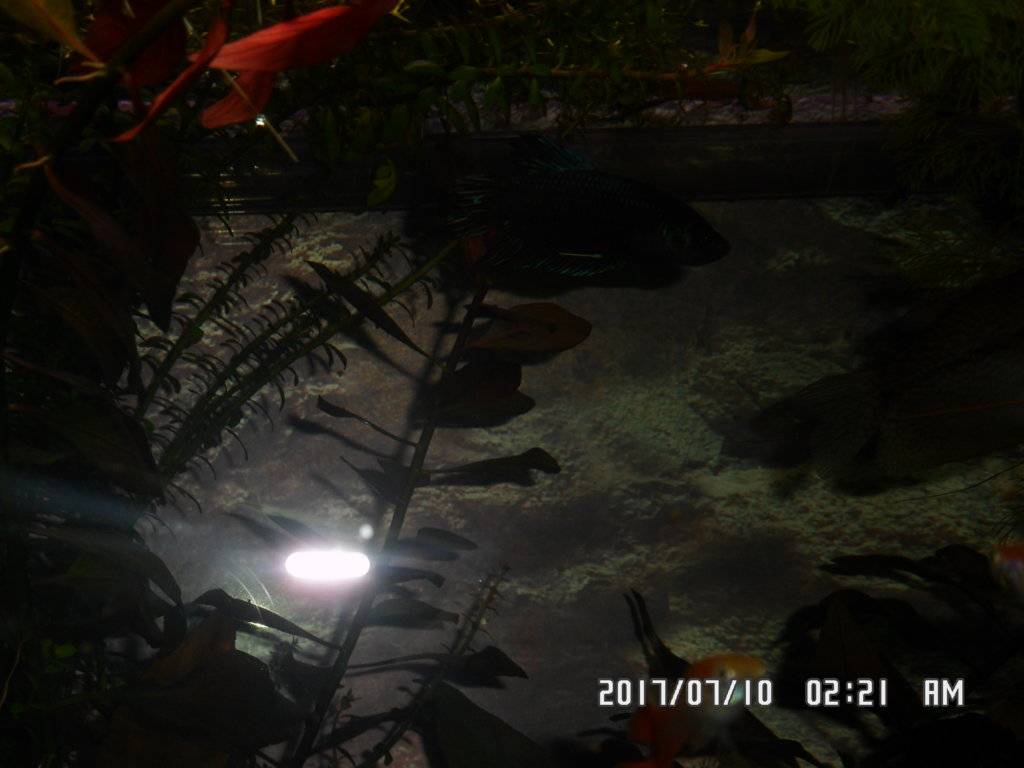 Nieuwste aanwinsten maanvissen en betta's 013.JPG