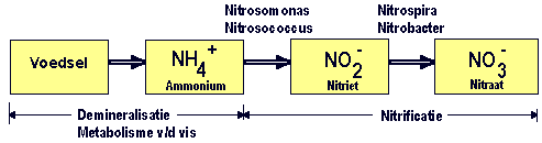 nitrificatieschema2.gif