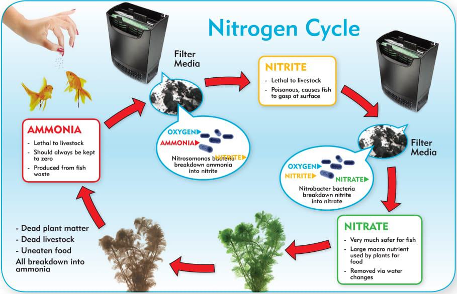 Nitrogen-Cycle-In-Aquarium1.jpg