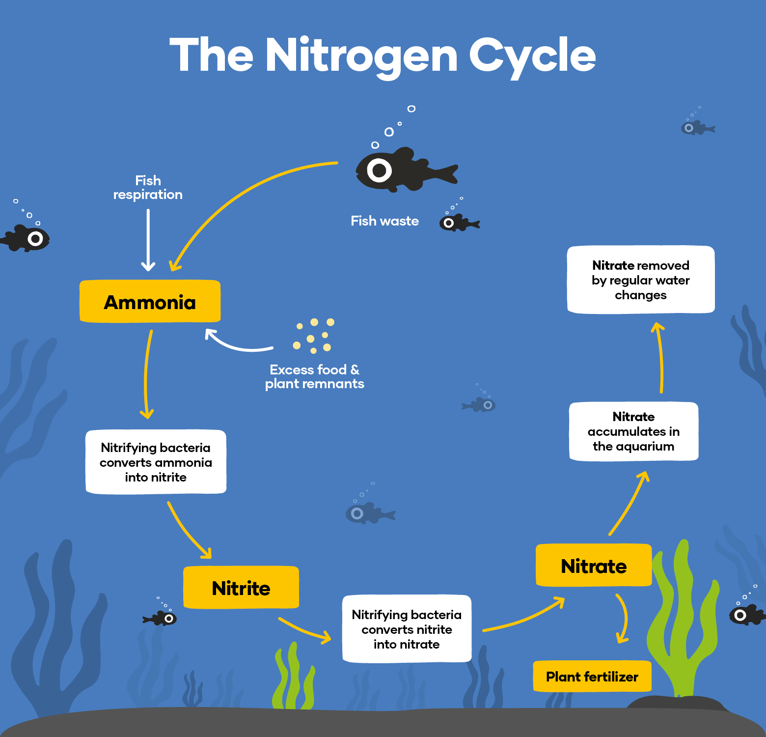 Nitrogen_Cycle.webp