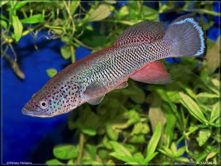 Nothobranchius_ocellatus_Pakacha_TZ_2008-28-4-720x540.jpg