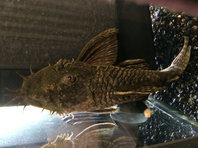 oHMJlAj85Q5ZqS3eVwPj59t_7Cur3DdV.jpeg oHMJlAj85Q5ZqS3eVwPj59t_7Cur3DdV.jpeg