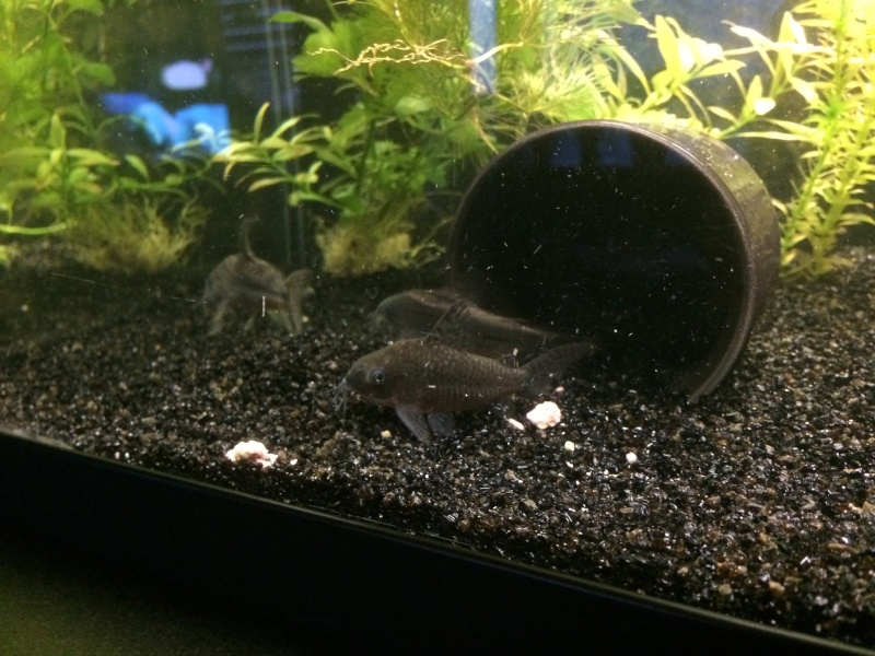 oHMJlAj85Q5ZqS3eVwPj59t_7Cur3DdV.jpeg oHMJlAj85Q5ZqS3eVwPj59t_7Cur3DdV.jpeg