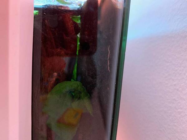 ongewenste gast - 14 nov 2019.jpg