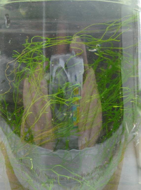 Onkekend plantje 002.jpg