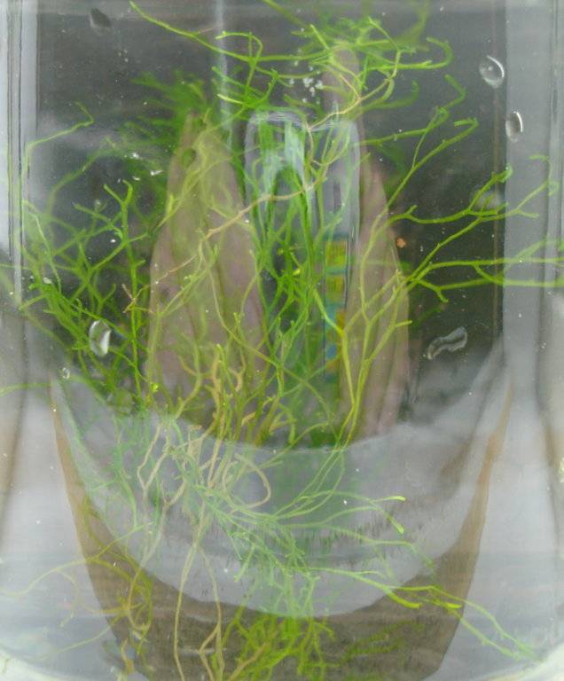 Onkekend plantje 003.jpg