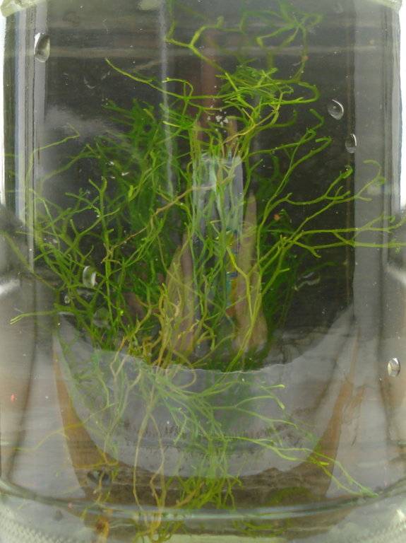 Onkekend plantje 004.jpg