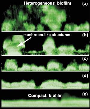 opbouw biofilm.jpg