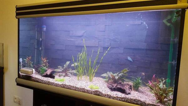 Opstart Aquarium 14-08-2017.jpg