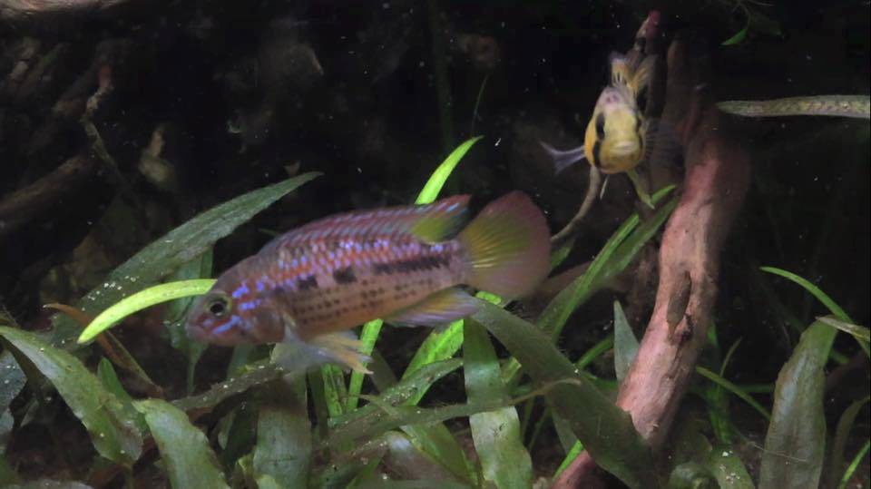 Ortegai koppel 3.jpg