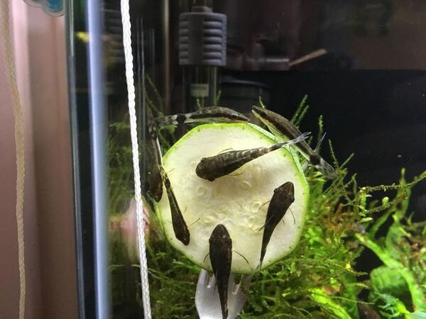 oto pic.jpg