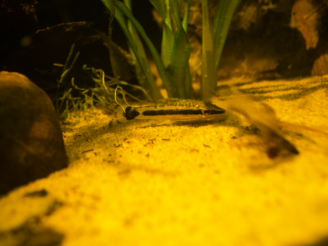 otocinclus_zpsc97d8566.png