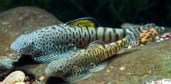 ottocinclus ofnie.JPG