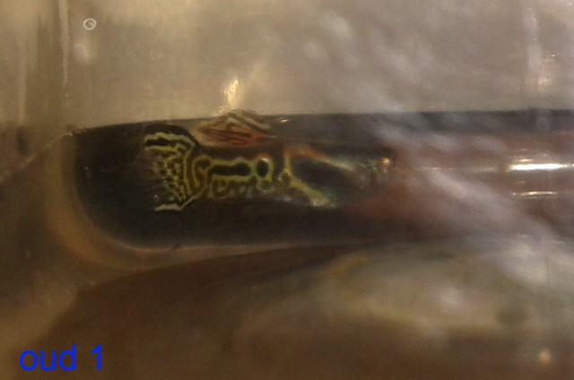 oud%201_zps2a4in7ru.jpg