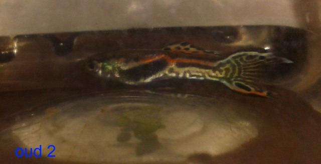 oud%202_zps46i21r60.jpg