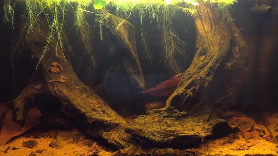 Oude panduro tank.jpg