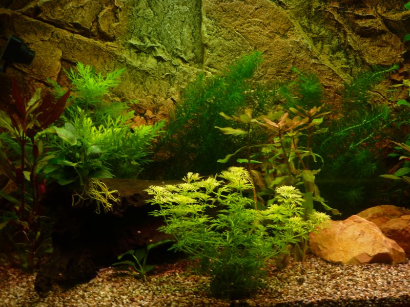 p1020905k.jpg