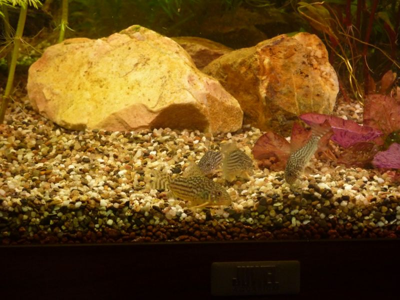 p1020923k.jpg