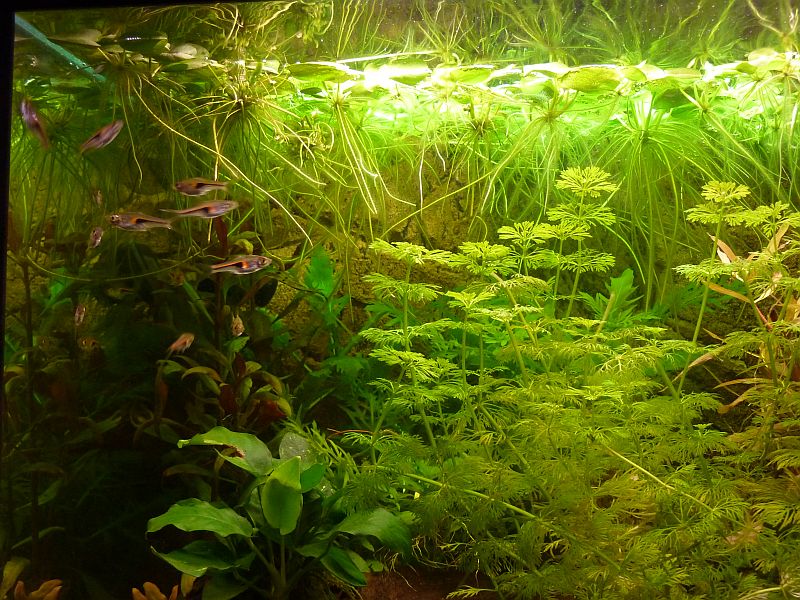 p1030030k.jpg