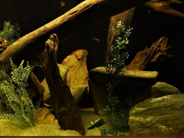 P1100737.JPG